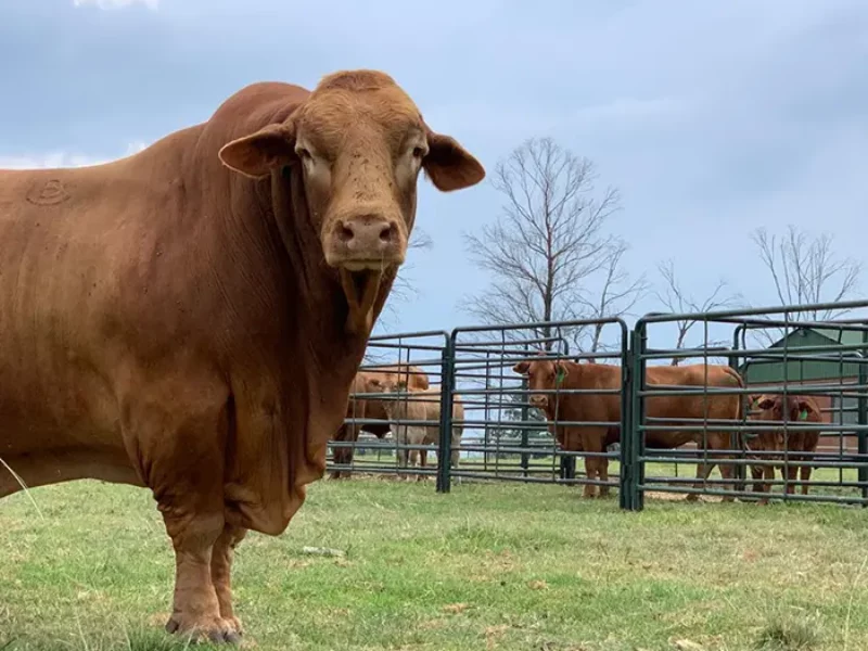 Beef_header.jpg